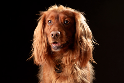 Pet Photographer in Warrington