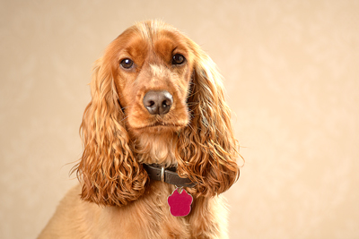 Warrington Pet photographer