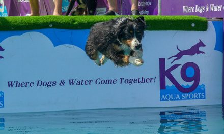 The Dog Barn Fun Dog Show 2018