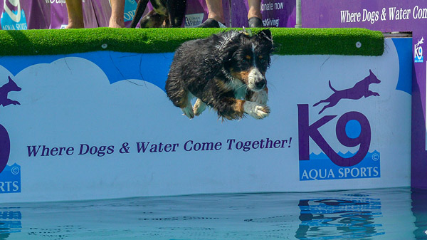 The Dog Barn Fun Dog Show 2018